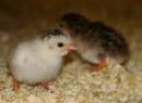 Guinnee_Fowl_Chick_copy.jpg