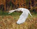 Gyrfalcon_3797_10x8.jpg