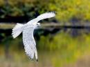 Gyrfalcon_3953_10x8_filtered.jpg