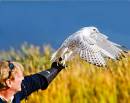 Gyrfalcon_4042_10x8.jpg