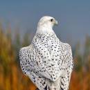 Gyrfalcon_4135_8x8-1.jpg