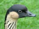 HAWAIIAN_GOOSE_2.jpg