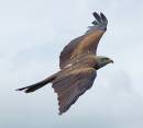 HC_black_kite_3.jpg