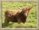 HIGHLAND_CATTLE.jpg