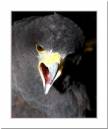 Harris-Hawk-2.jpg