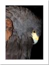 Harris-Hawk.jpg