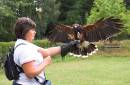 Harris_Hawk.jpg