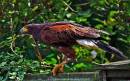 Harris_Hawk1.jpg