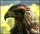Harris_Hawk2.jpg