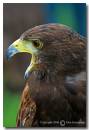 Harris_Hawk3.jpg
