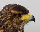 Harris_Hawk4.JPG