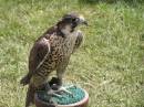 Hawk_1.JPG