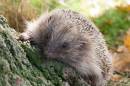 Hedgehog.jpg