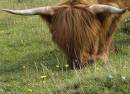 Highland-1.jpg