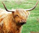 Highland_2_600_x_512_.jpg