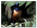 Hildebrandts_Starling.jpg