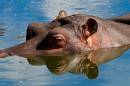 Hippo.jpg