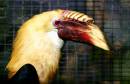 Hornbill.jpg