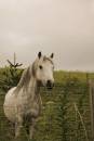 Horse4.jpg