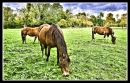 Hungry_horses.jpg
