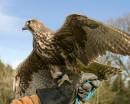 Hunter-Hawk.jpg