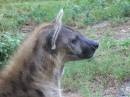 Hyena50_.jpg