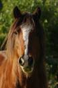IMGP0985_Portrate_of_a_Horse_2.jpg