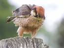 IMG_0669Hawk-1.jpg