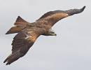 IMG_0734Hawk-1.jpg