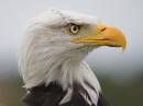 IMG_0755Eagle-2.jpg
