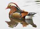 IMG_1245Duck-1.jpg