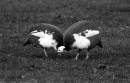 IMG_2234_guniea_fowl_5_edited_Medium_.jpg