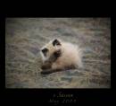 IMG_3463s.jpg