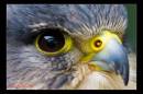 IMG_3519-Edit.jpg