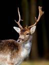 IMG_5719-Edit.jpg