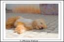 IMG_6892-01.jpg