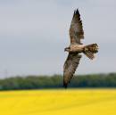 IMG_7396-Edit.jpg