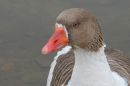 IMG_7649a.jpg
