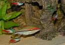 In_The_Tropical_Aquariam_8954.JPG