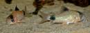 In_The_Tropical_Aquariam_8971.jpg
