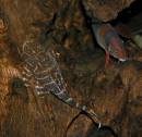 In_The_Tropical_Aquariam_8974.JPG