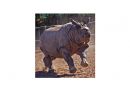 Indian_ona_horned_Rino_a.jpg