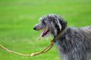 Irish-wolfhound1.jpg