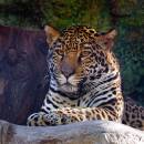 JRF_9078psclweb700sr96_A_.jpg
