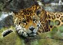 Jaguar.jpg