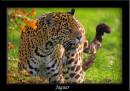 Jaguar1.jpg