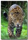 Jaguar2.jpg