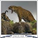 Jaguar3.jpg