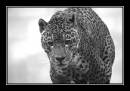 JaguarB_W.jpg