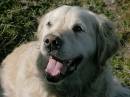 Jasper_2921.jpg